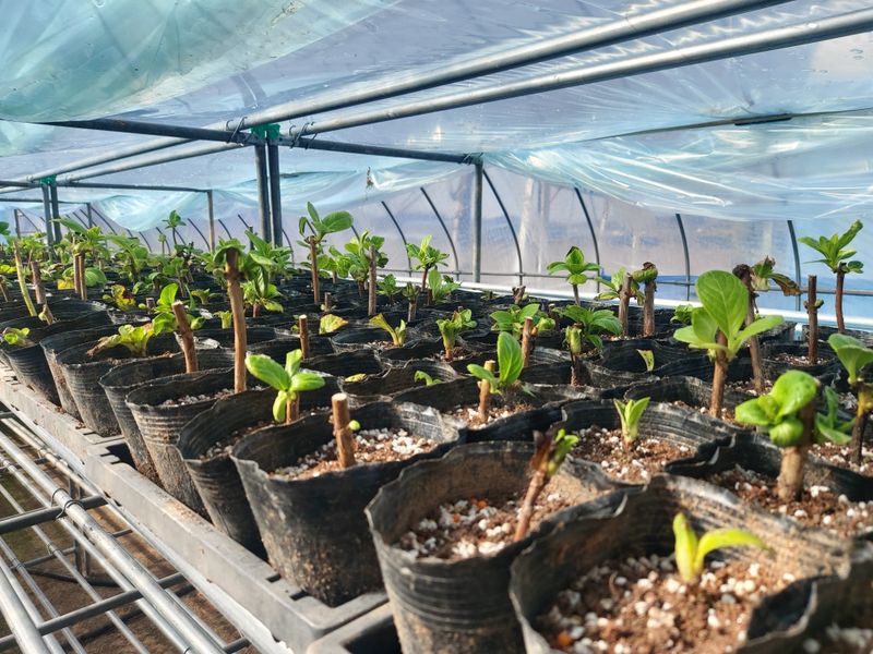 수국 은 나의희망님의 장터 판매 상품 [거제수국   묘목] 첨부 사진