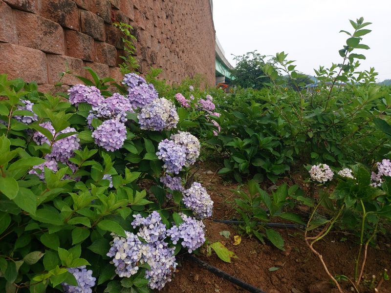 장터 상품 [거제수국   묘목] 썸네일