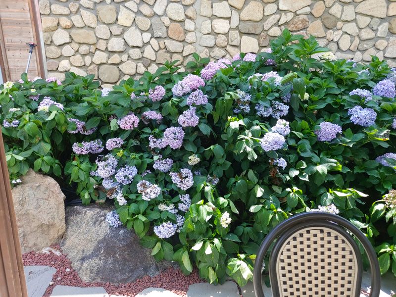 수국 은 나의희망님의 장터 판매 상품 [거제수국   묘목] 첨부 사진