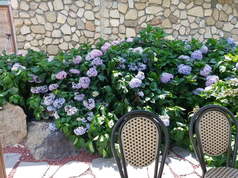 수국 은 나의희망님의 장터 판매 상품 [거제수국   묘목] 첨부 사진