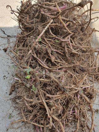 예천토종꿀벌 님의 기타작물 · 자유게시판 작성글 사진