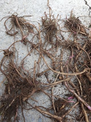 예천토종꿀벌 님의 기타작물 · 자유게시판 작성글 사진