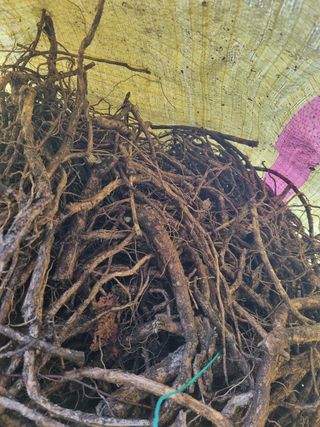 이호성님의 두릅 · 품종•종자 작성글 사진