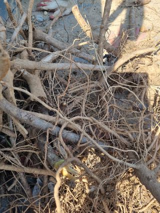 이호성님의 두릅 · 품종•종자 작성글 사진