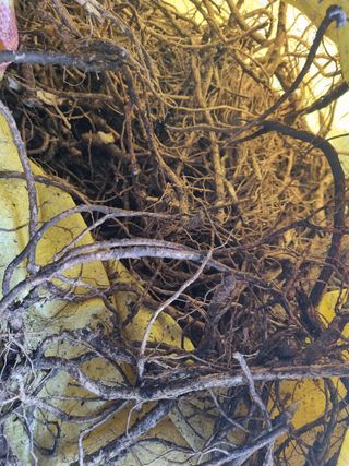 이호성님의 두릅 · 품종•종자 작성글 사진