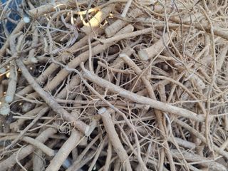 이호성님의 두릅 · 품종•종자 작성글 사진