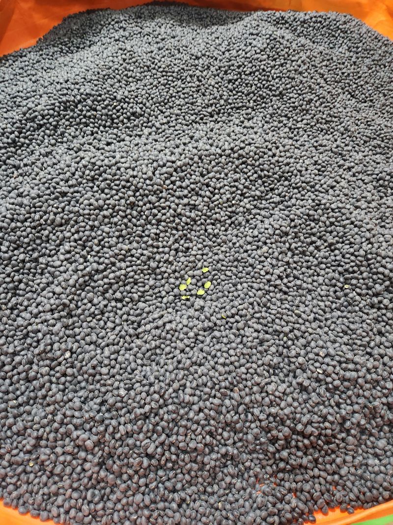 장터 상품 [납작서리태 1kg 판매완료] 썸네일