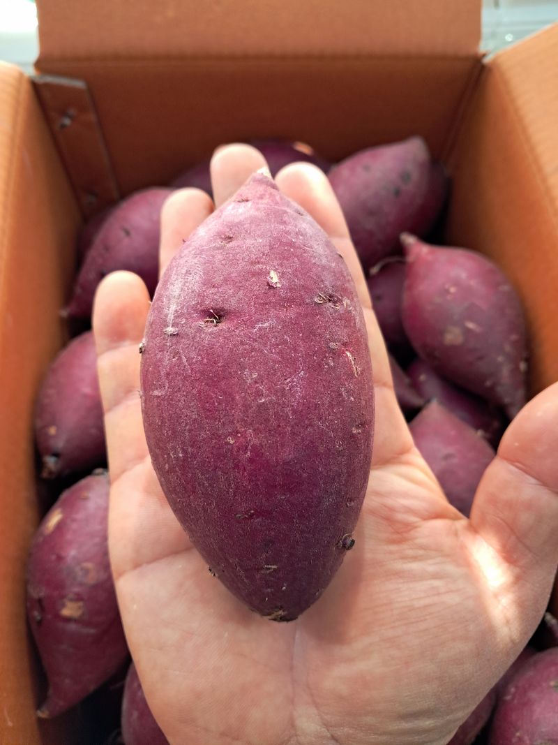 장터 상품 [[판매중단] 🍠꿀청 밤 고구마9kg🍠무료배송🍠 ] 썸네일