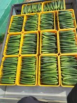 팜모닝 오이·병해충상담 게시글 이미지