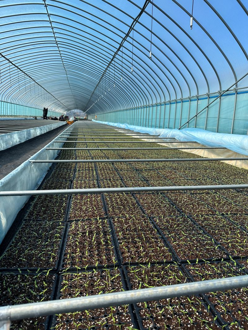 김성미님의 장터 판매 상품 [직접 농사지은 해썹인증받은 고춧가루 판매] 첨부 사진