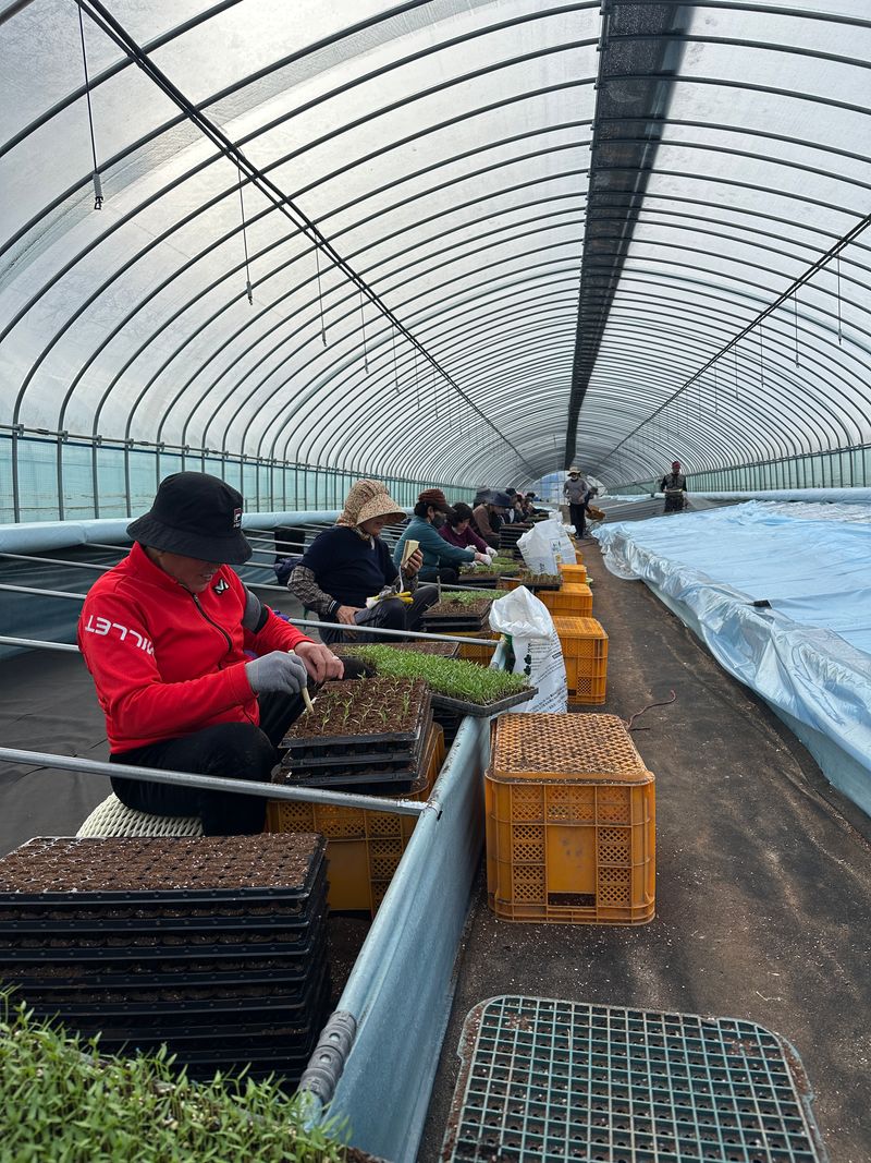 김성미님의 장터 판매 상품 [직접 농사지은 해썹인증받은 고춧가루 판매] 첨부 사진