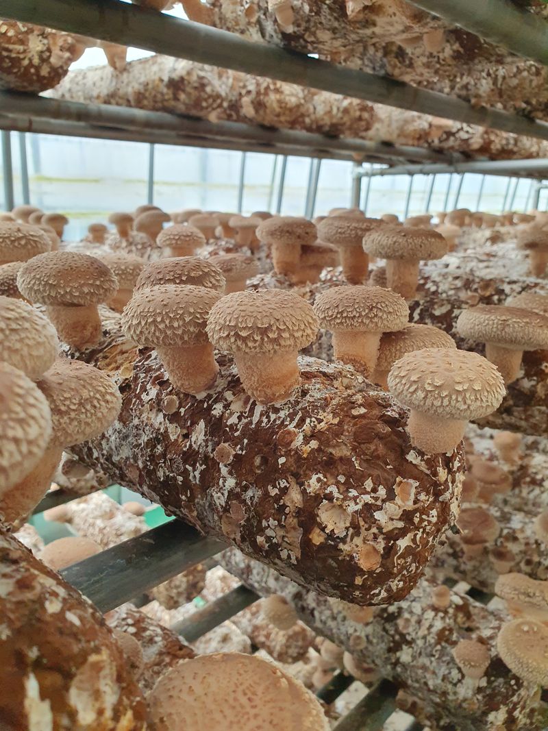 장터 상품 [무농약 표고버섯가정용(못난이) 농장직송  1kg] 썸네일