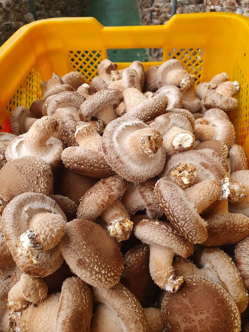 장계령님의 장터 판매 상품 [무농약 표고버섯가정용(못난이) 농장직송  1kg] 첨부 사진