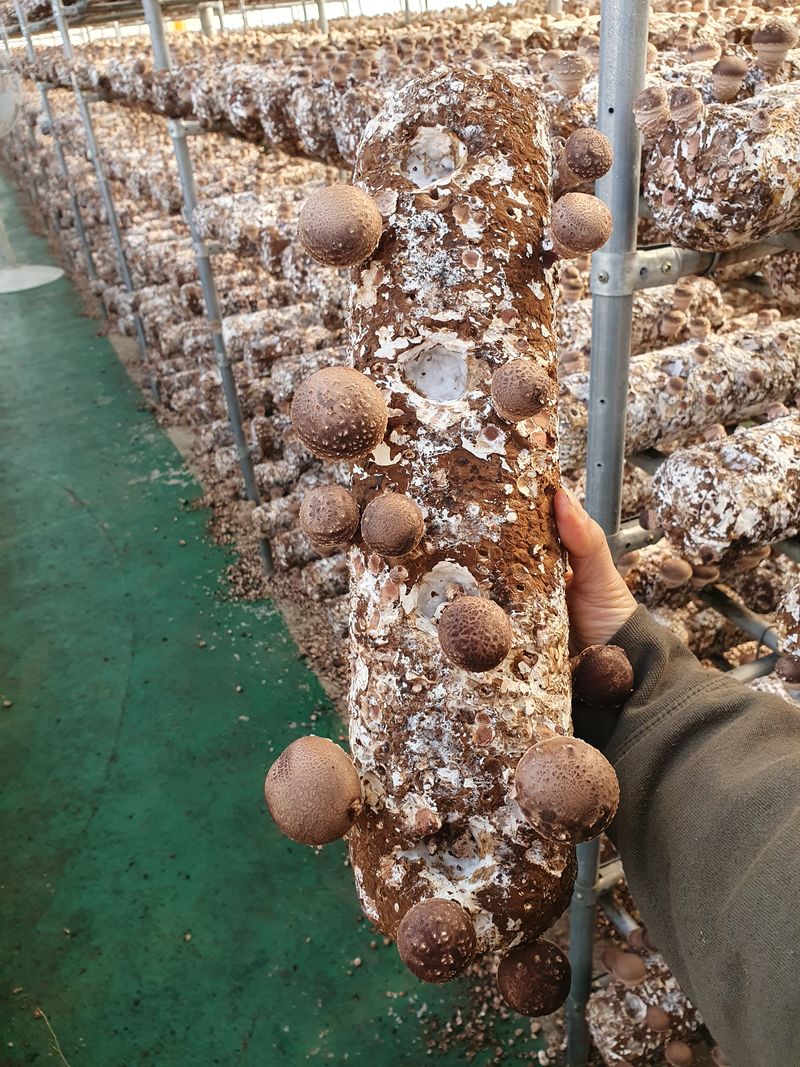 장계령님의 장터 판매 상품 [무농약 표고버섯가정용(못난이) 농장직송  1kg] 첨부 사진