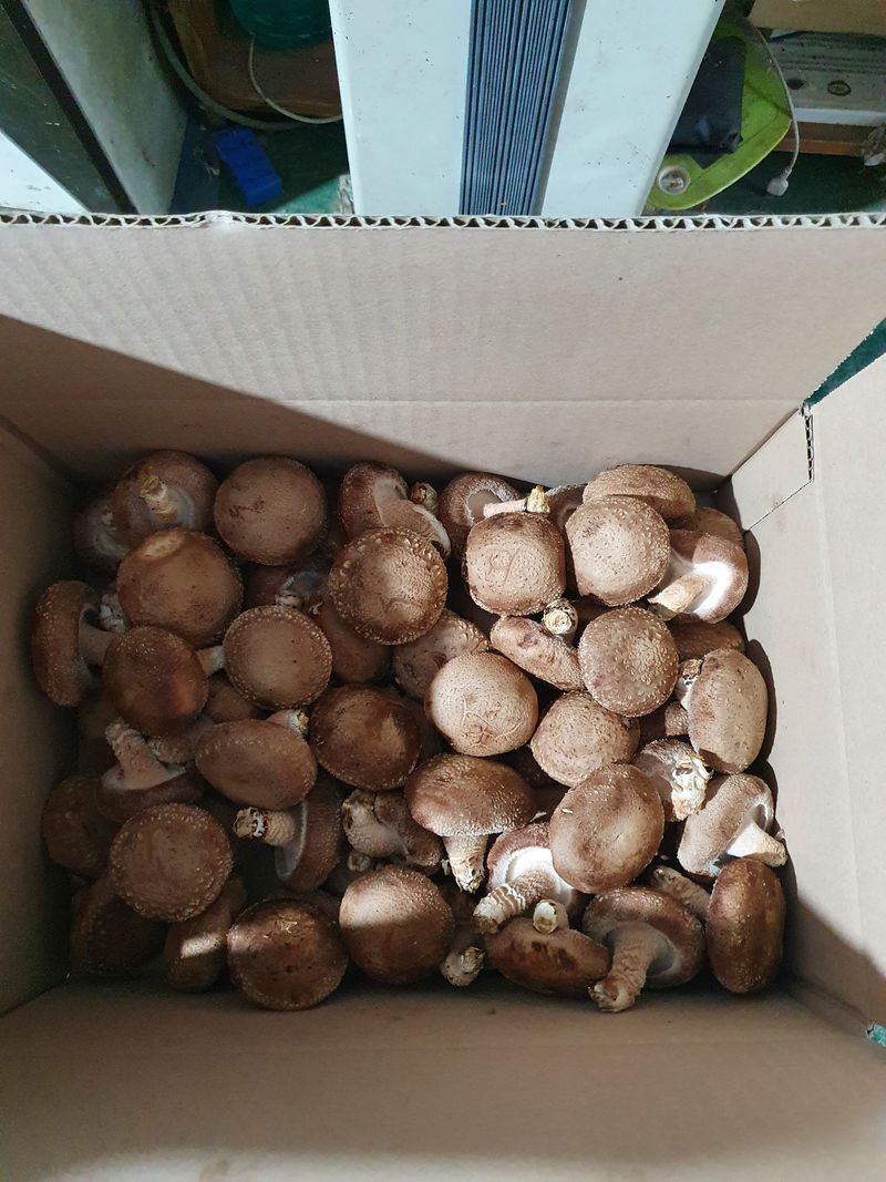 장계령님의 장터 판매 상품 [무농약 표고버섯가정용(모난이)  1kg] 첨부 사진