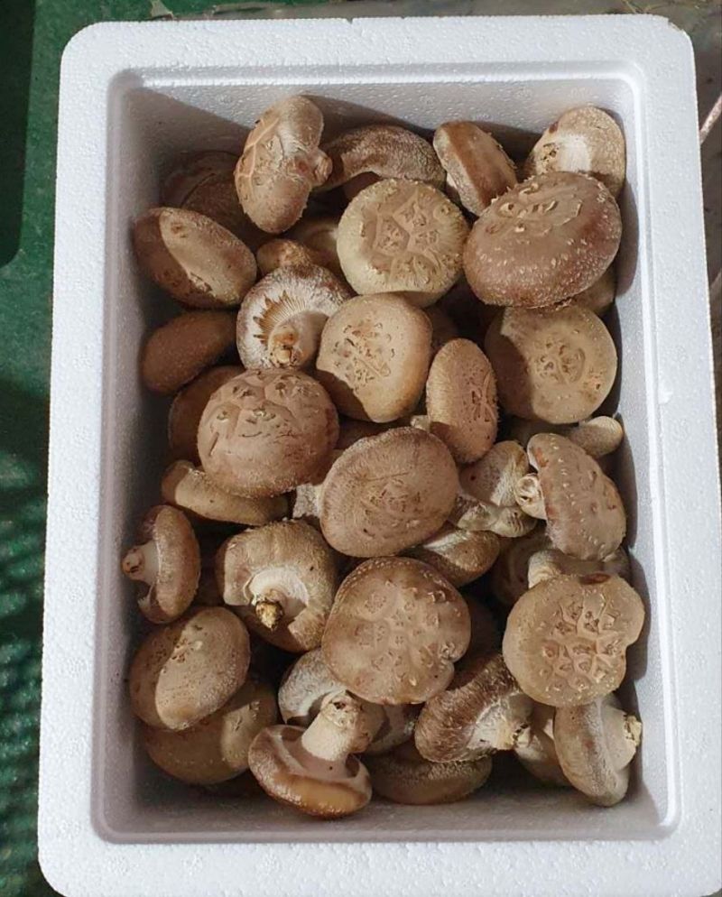 장계령님의 장터 판매 상품 [무농약 표고버섯가정용(모난이)  1kg] 첨부 사진