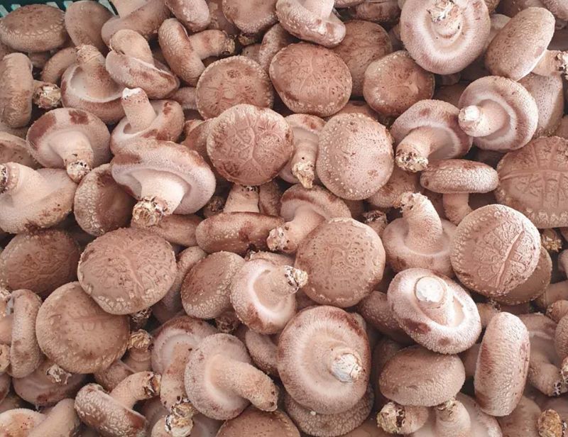 장계령님의 장터 판매 상품 [무농약 표고버섯가정용(모난이)  1kg] 첨부 사진