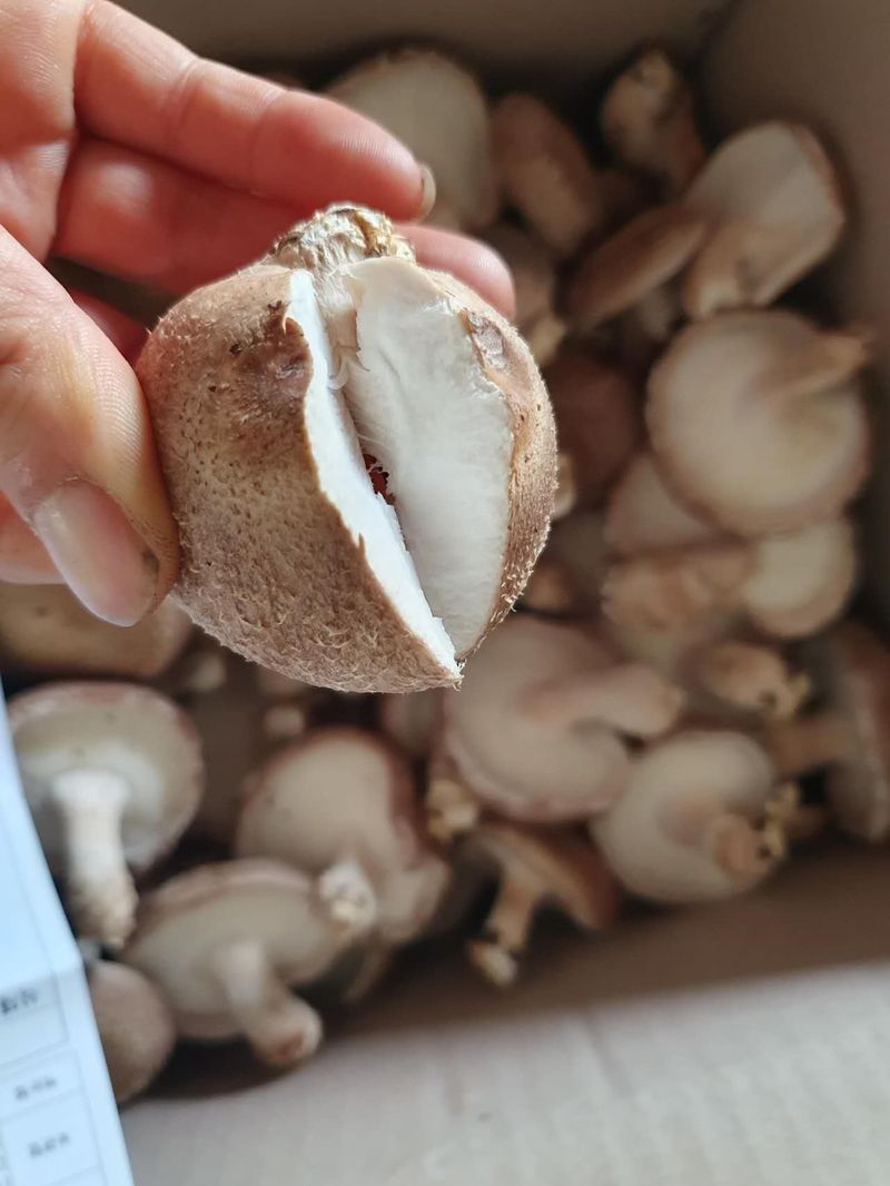 장계령님의 장터 판매 상품 [무농약 표고버섯가정용(모난이)  1kg] 첨부 사진