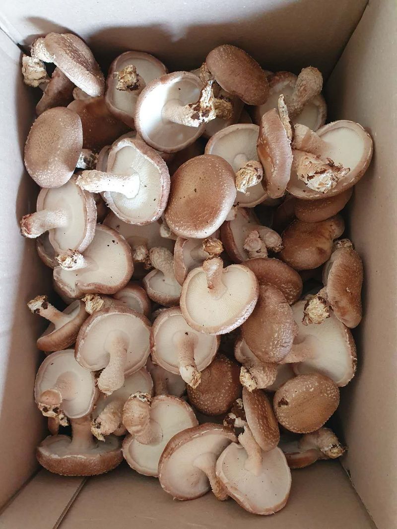 장계령님의 장터 판매 상품 [무농약 표고버섯가정용(모난이)  1kg] 첨부 사진