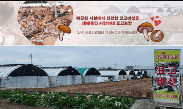 장계령님의 장터 판매 상품 [무농약 표고버섯가정용(모난이)  1kg] 첨부 사진