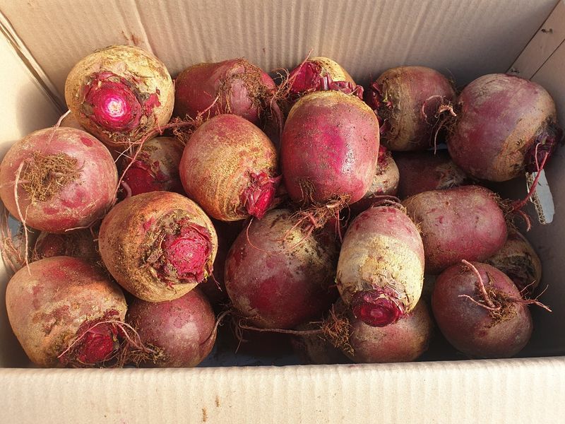 덕성농장배수경님의 장터 판매 상품 [덕성농장 <비트>] 첨부 사진