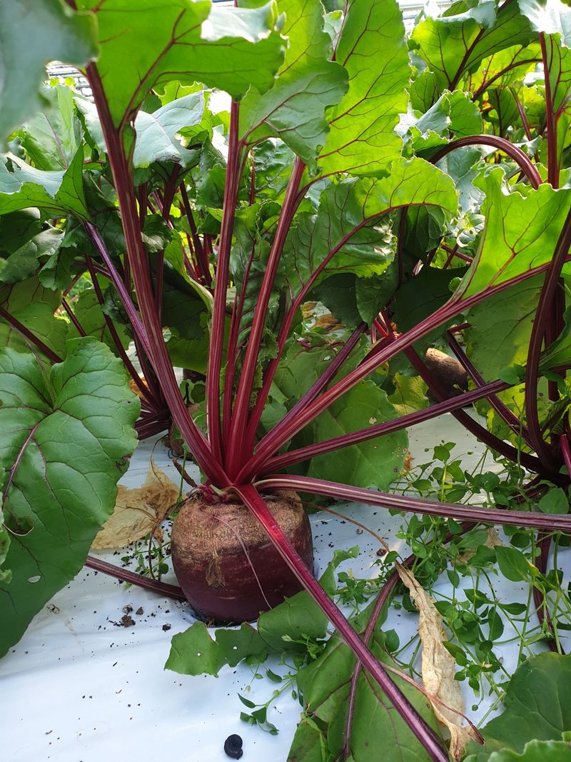 덕성농장배수경님의 장터 판매 상품 [덕성농장 <비트>] 첨부 사진