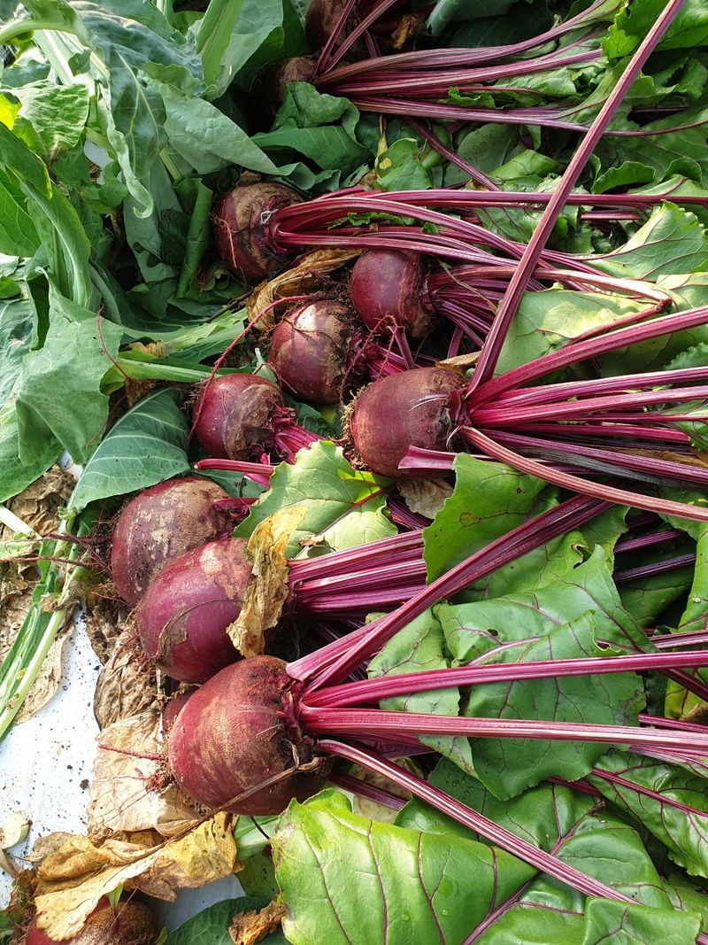 덕성농장배수경님의 장터 판매 상품 [덕성농장 <비트>] 첨부 사진