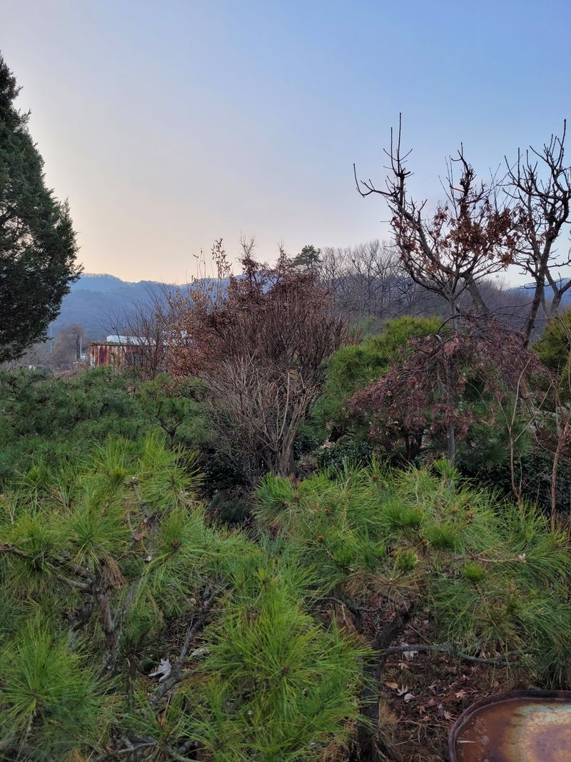 장터 상품 [조경수] 썸네일