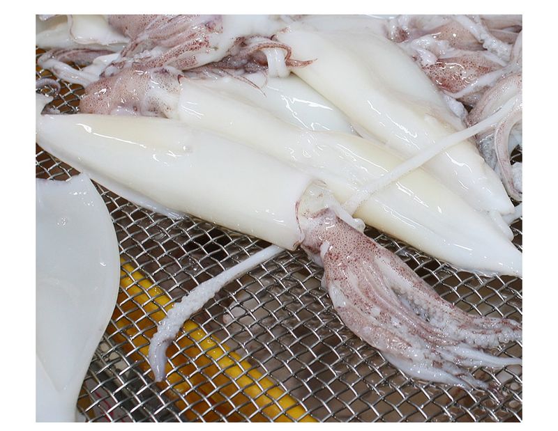 장터 상품 [제주 손질 한치 700g내외] 썸네일