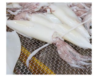 고씨네수산님의 작성글 사진