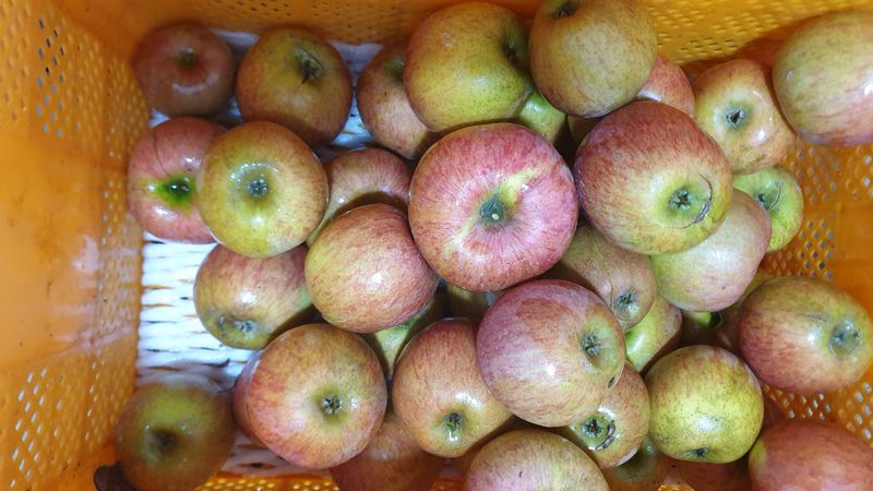 호랑이와인성이님의 장터 판매 상품 [봉화미안마부사쥬스용 10kg] 첨부 사진