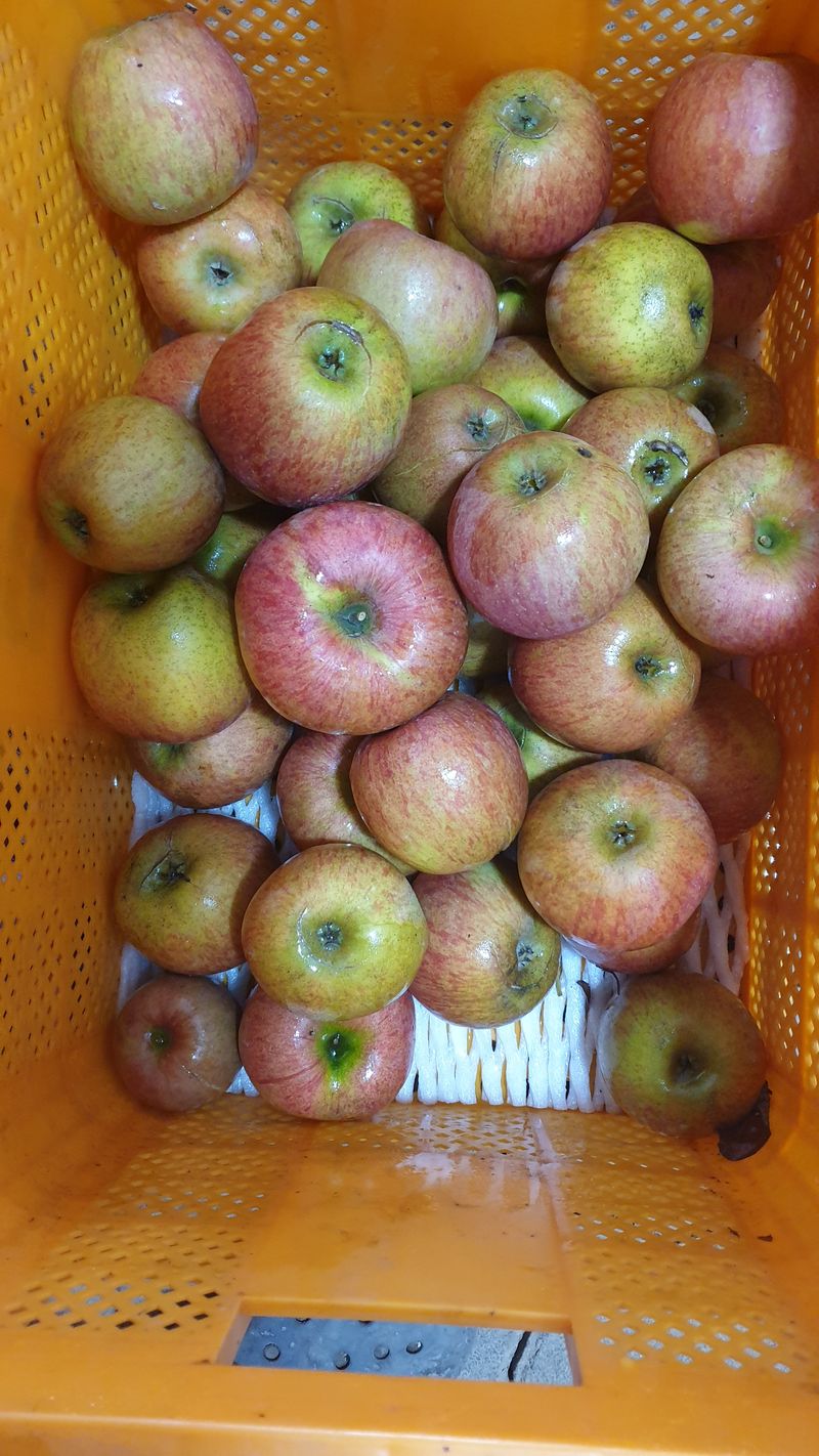 호랑이와인성이님의 장터 판매 상품 [봉화미안마부사쥬스용 10kg] 첨부 사진