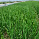 팜모닝 파·병해충상담 게시글 이미지