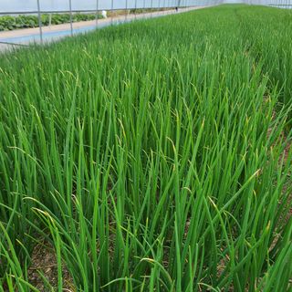 이승연님의 파 · 병해충상담 작성글 사진