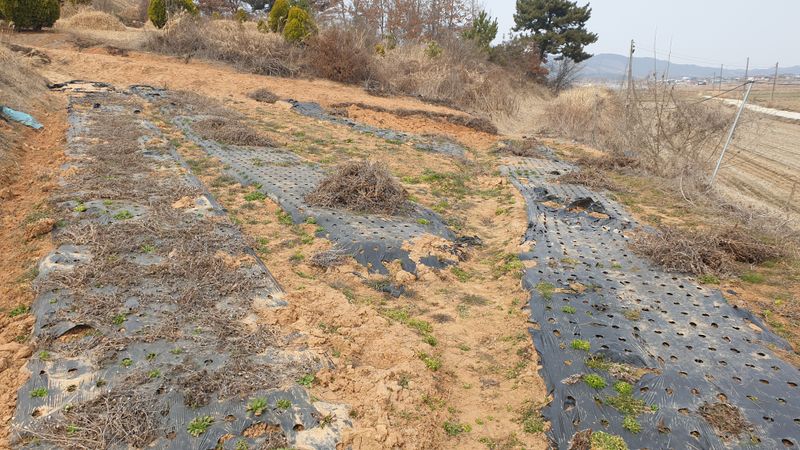 김영준님의 장터 판매 상품 [슈퍼도라지 종근 1년생] 첨부 사진