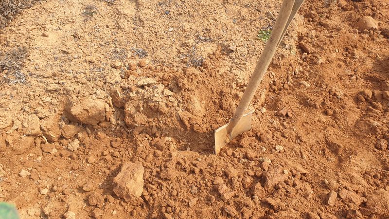 장터 상품 [슈퍼도라지 종근 1년생] 썸네일