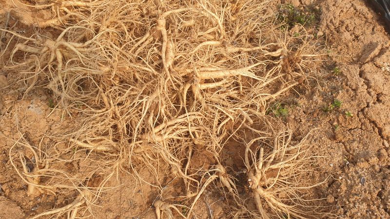 김영준님의 장터 판매 상품 [슈퍼도라지 종근 1년생] 첨부 사진