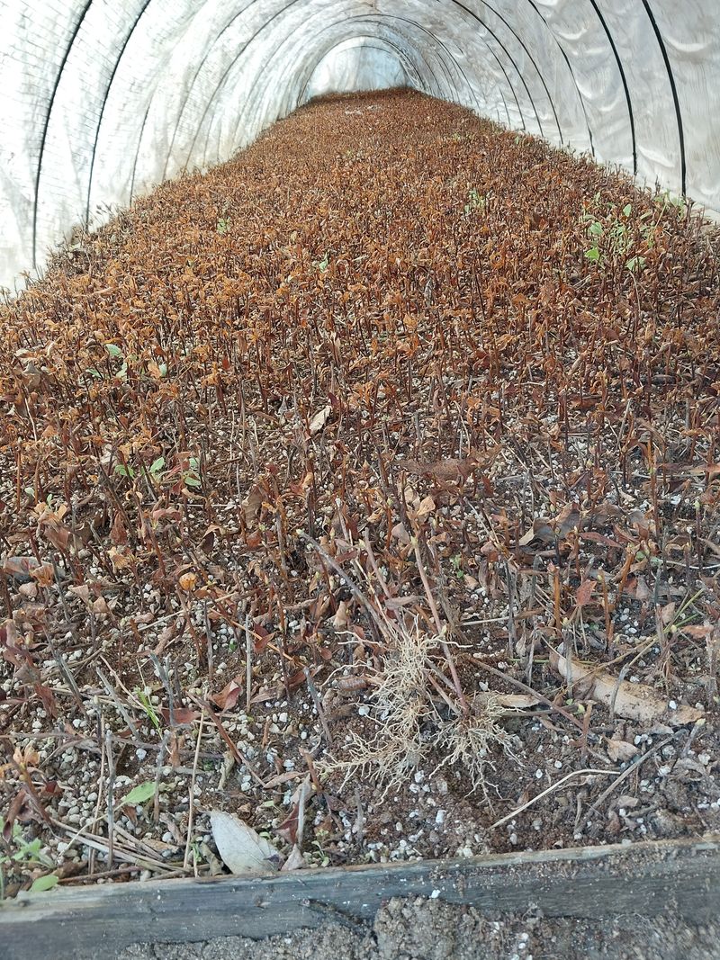 장터 상품 [각종삽목 털이묘 목ㆍ포트묘종 ㆍ성목판매] 썸네일