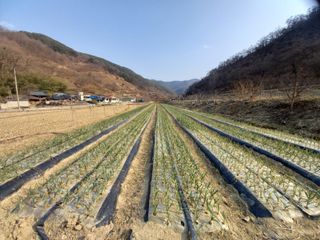 정도석 님의 마늘 · 병해충상담 작성글 사진