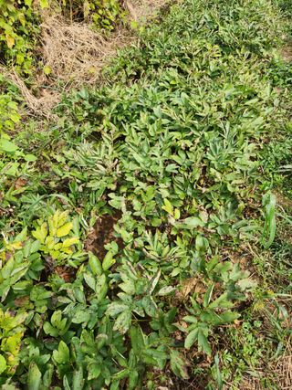 이호성님의 기타작물 · 자유게시판 작성글 사진