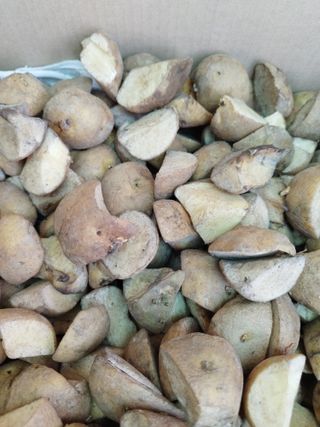 황재은님의 감자 · 병해충상담 작성글 사진