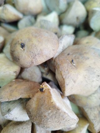 황재은님의 감자 · 병해충상담 작성글 사진