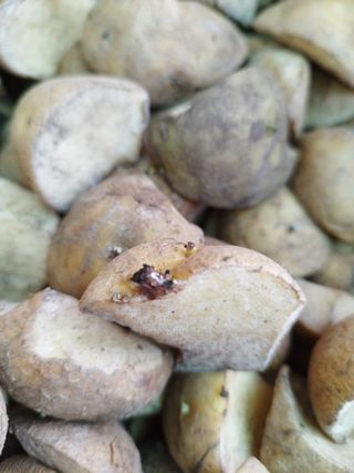 황재은님의 감자 · 병해충상담 작성글 사진