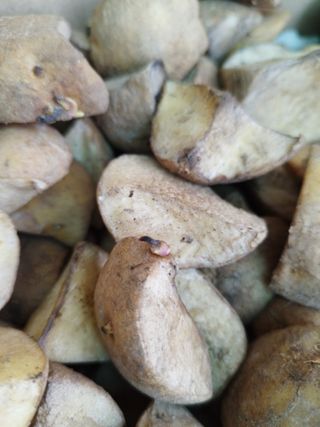 황재은님의 감자 · 병해충상담 작성글 사진