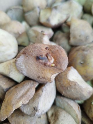 황재은님의 감자 · 병해충상담 작성글 사진