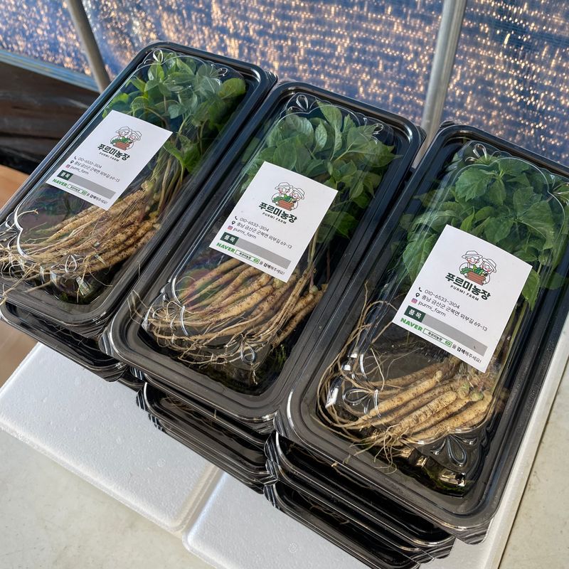 알 수 없음님의 장터 판매 상품 [푸르미농장 새싹삼🌱] 첨부 사진