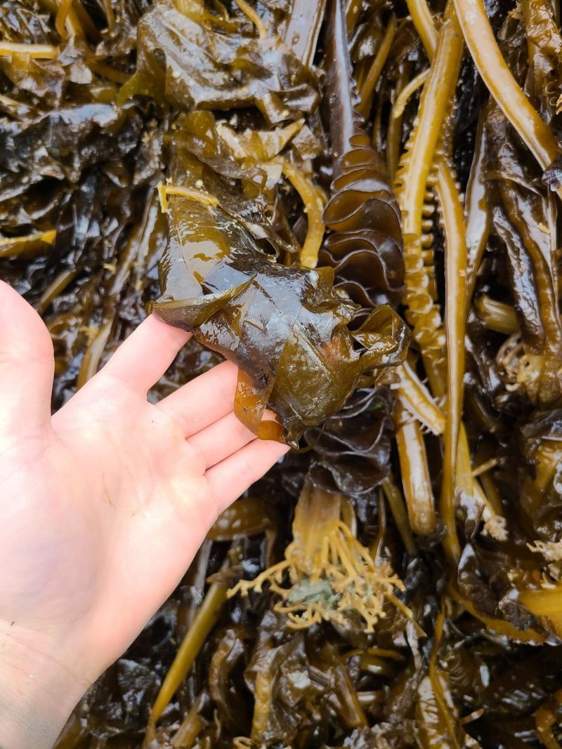 송원정님의 장터 판매 상품 [청진수산  활 전복 1kg (산지직송)] 첨부 사진