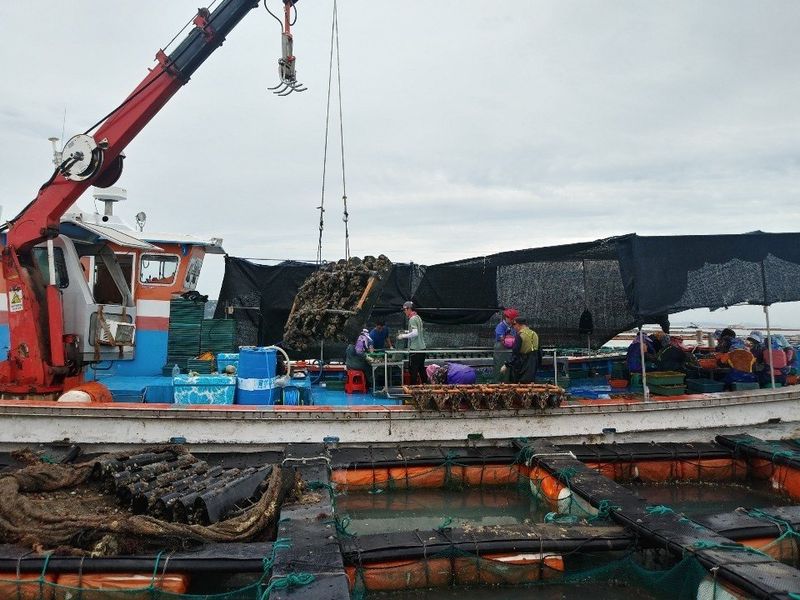 송원정님의 장터 판매 상품 [청진수산  활 전복 1kg (산지직송)] 첨부 사진