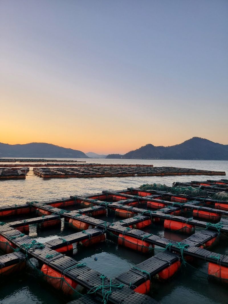 송원정님의 장터 판매 상품 [청진수산  활 전복 1kg (산지직송)] 첨부 사진