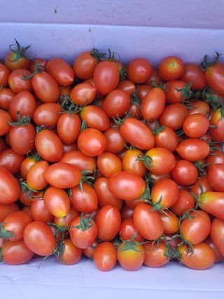 알 수 없음님의 토마토 · 시세•판로 작성글 사진